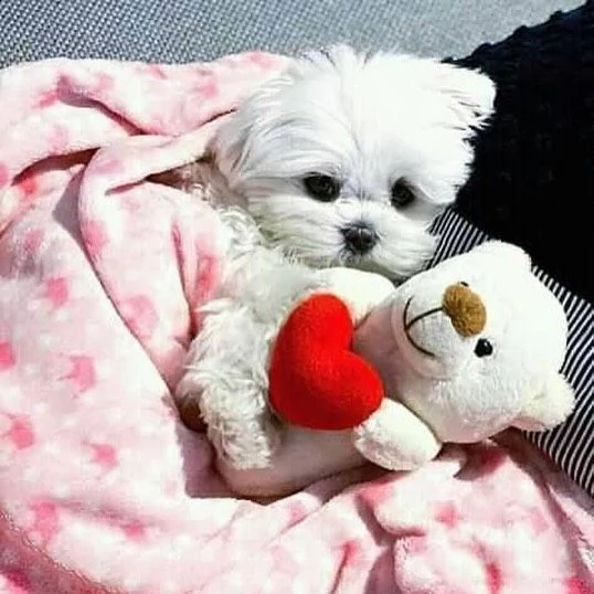 disponibili fantastici cuccioli di maltese bianco
