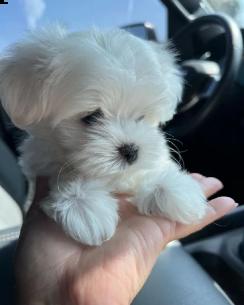 cuccioli maltesi registrati393509706299