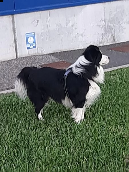 cerco femmina border collie per accoppiamento