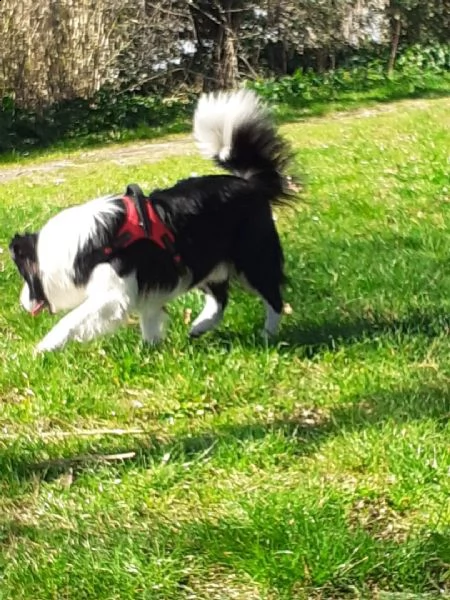 cerco femmina border collie per accoppiamento | Foto 0