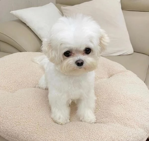 cuccioli di maltese in adozione