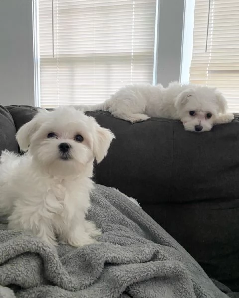 cuccioli di pomerania multicolore 393509706299