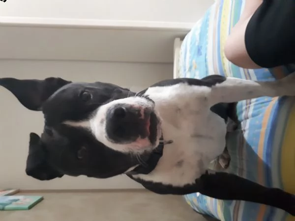 amstaff | Foto 0