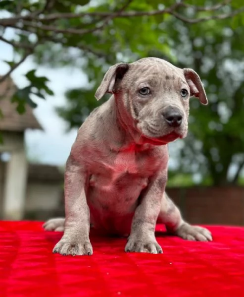 pit bull terrier americano cuccioli in vendita | Foto 6