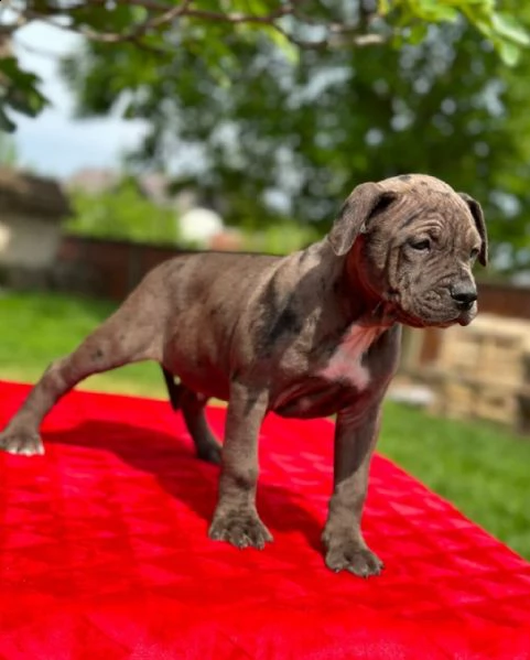 pit bull terrier americano cuccioli in vendita | Foto 5
