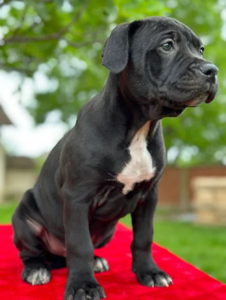 pit bull terrier americano cuccioli in vendita | Foto 4