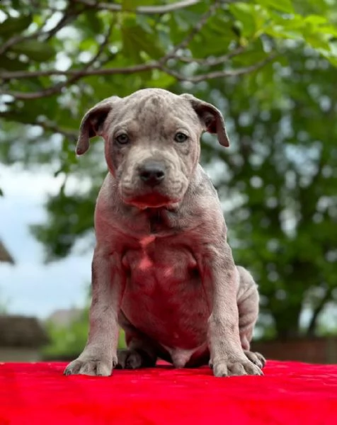 pit bull terrier americano cuccioli in vendita | Foto 2