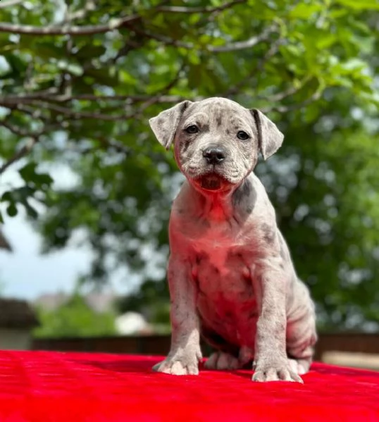 pit bull terrier americano cuccioli in vendita | Foto 1