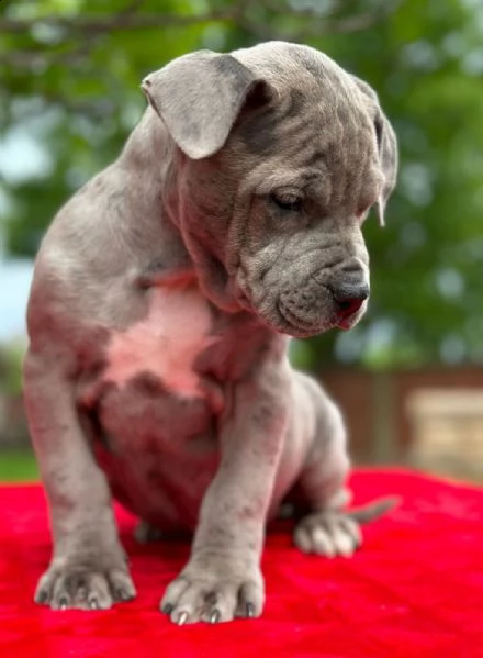 pit bull terrier americano cuccioli in vendita | Foto 0