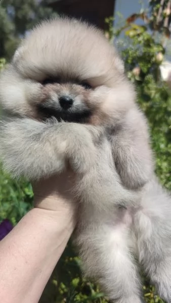 cuccioli pomerania mini spitz tedesco nano | Foto 2