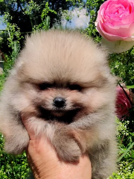 cuccioli pomerania mini spitz tedesco nano | Foto 1