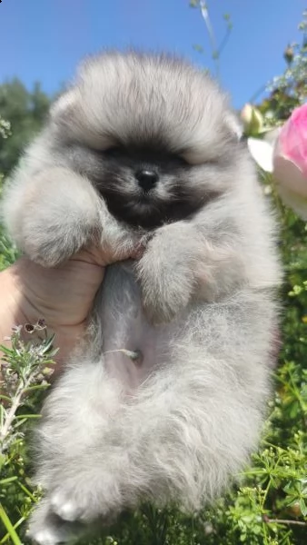 cuccioli pomerania mini spitz tedesco nano | Foto 0