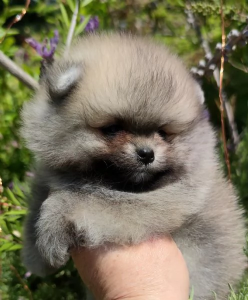 cuccioli pomerania mini spitz tedesco nano