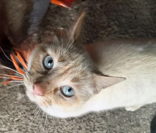 Regalo bellissimo gatto | Foto 1