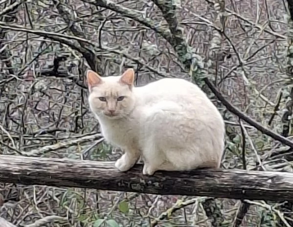 Regalo bellissimo gatto | Foto 2