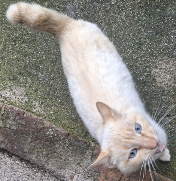 Regalo bellissimo gatto | Foto 1