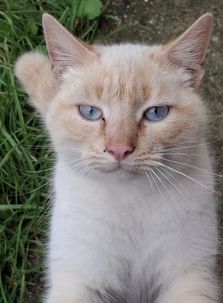 Regalo bellissimo gatto | Foto 0