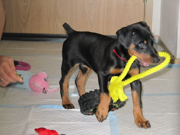 cuccioli di dobermann | Foto 0