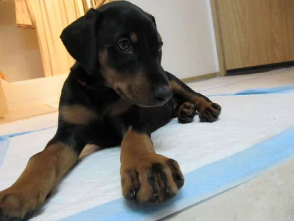 cuccioli di dobermann