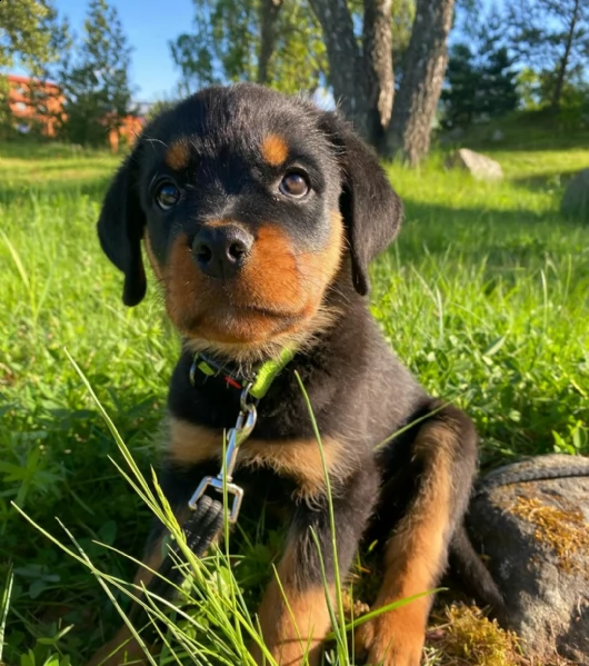 regalo cuccioli rottweiler bellissimi cuccioli di rottweiler di prima scelta in pronta consegna micr