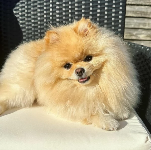 molto urgente  regalo pomeranian cuccioli belli e simpatici maschio e femmina pronti per una cas