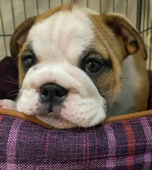 solo 7 settimane il mio adorabile cucciolo bulldog inglese  gi vaccinato e sverminato ed  gi di