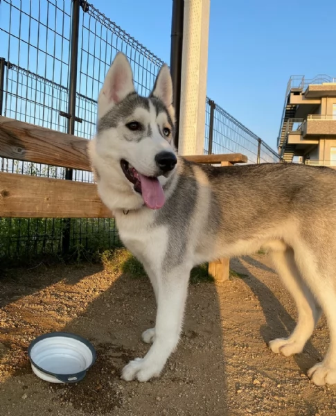 bellissimo regalo cuccioli di razza siberiano husky consegna con il libretto sanitario  il michroch