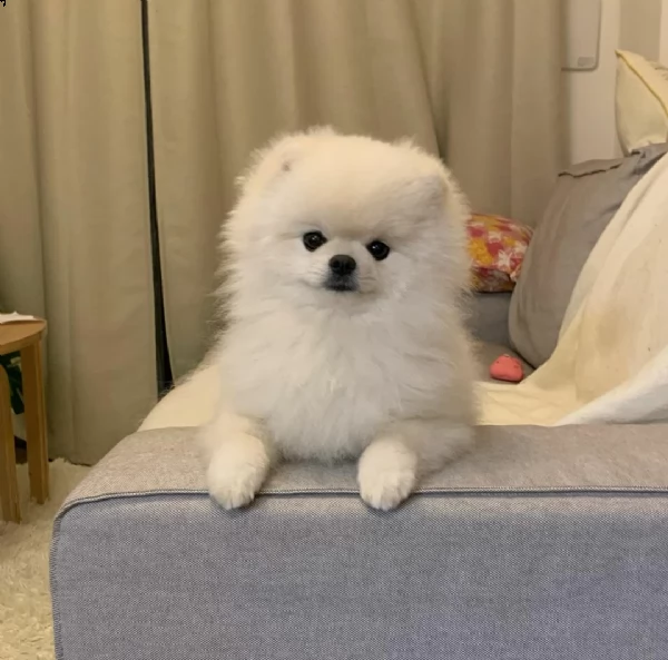 regalo volpino di pomerania cucciolo di 9 mesimicrochippato vaccinato bellissimo esemplarealtezza