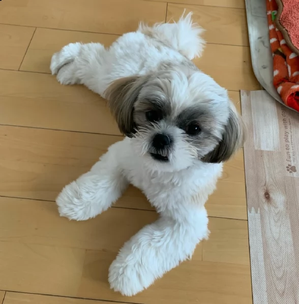 regalo bellissimi cuccioli allevati shihtzu colore bianco e nero due e una feminuccia maschietti