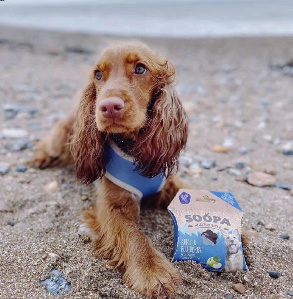 regalo cuccioli coker spaniel i cuccioli vengono consegnati con svezzamento  primo vaccino librett