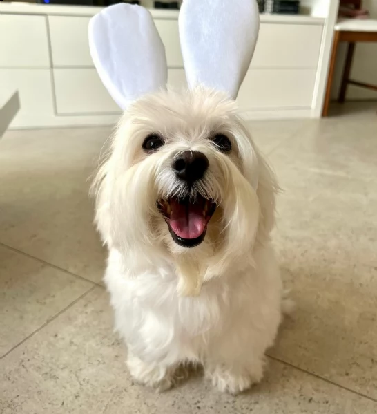 regalo piccoli cuccioli di maltese toy i cuccioli verranno consegnati con microchip vaccini svermin