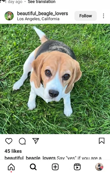 adorabili cuccioli regalo e bellissimi beagle diamo loro i nostri cuccioli maschi e femmine sani in