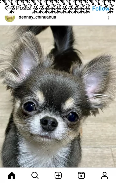 regalo mini giocattolo cuccioli di chihuahua mini giocattolo cuccioli di chihuahua un maschio e una