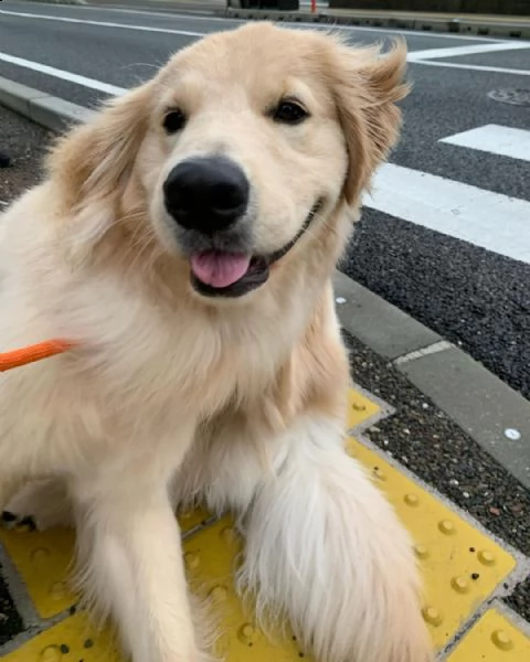 regalo golden retriver cuccioli abbiamo disponibili cuccioli con garanziaalmeno 2 vaccinazioni mic | Foto 0