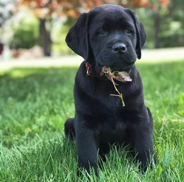 regalo bello labrador cuccioli maschi e femmine bello labrador  maschio e femmina sverminato con 