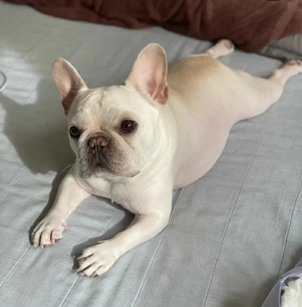 regarlo cuccioli di bulldog francese bellissima cucciolata cercano una nuova famiglia 4 maschi e 3 