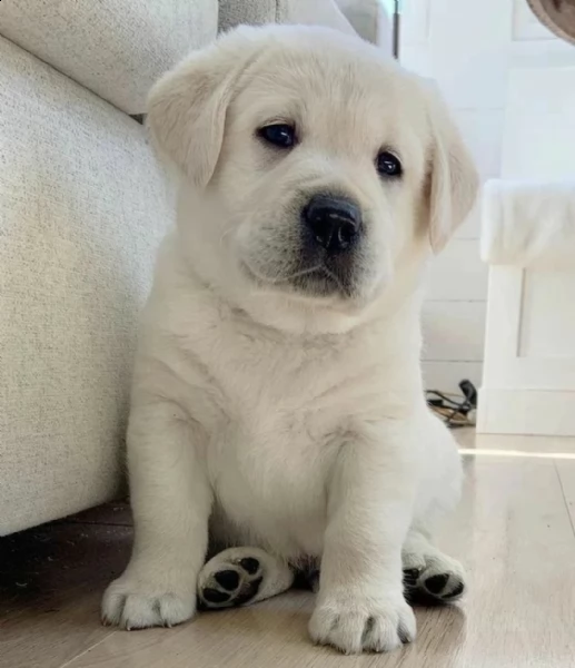 regalo cuccioli di labrador bellissimi cuccioli di labrador di prima scelta pronti per essere conseg