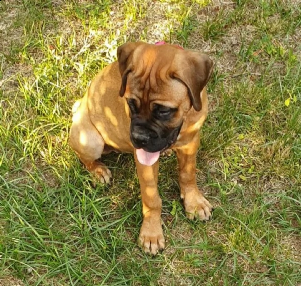 regalo abbiamo cuccioli di bullmastiff sono di taglia bullmastiff sono akc registrati sono un bamb