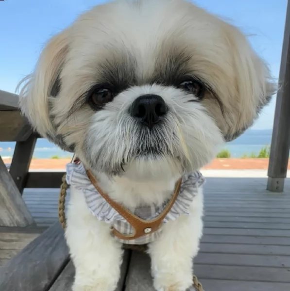 regarlo cuccioli di shih tzu bellissima cucciolata cerca una nuova famiglia 4 maschi e 3 femmine 6