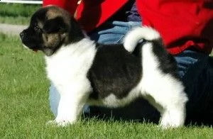 akita robusti