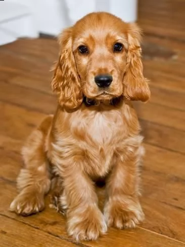 bellissimi cuccioli di cocker spaniel da esposizione