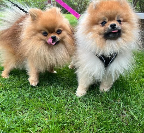 regalo cuccioli di volpino pomerania di 90 giorni nata e svezzata in ambiente familiare viene munit