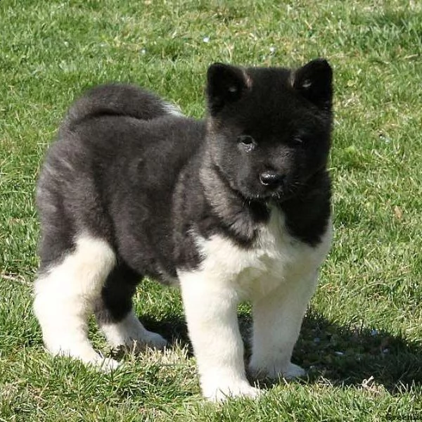 akita robusti