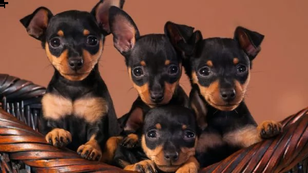 meravigliosi cuccioli di pinscher