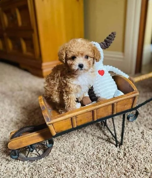 cucciolo di barboncino per il reinserimento