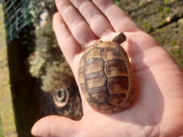 baby tartarughe marginata