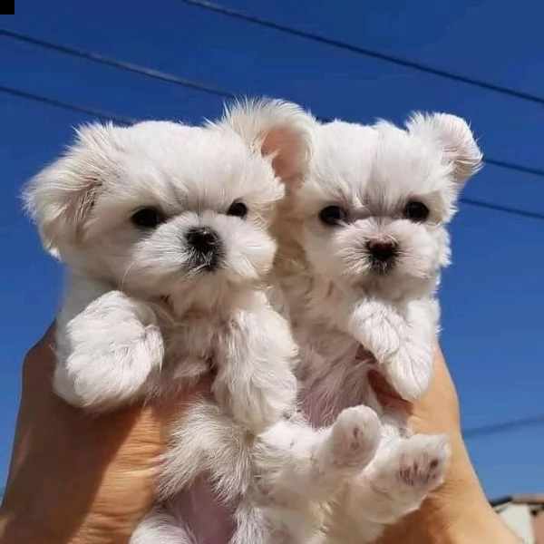 super adorable teacup maltese cuccioli per ladozione