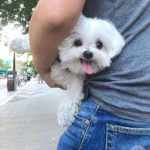 due piccoli cuccioli di maltese in adozione