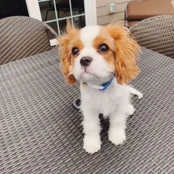 cuccioli di cavalier king charles maschio e femmina