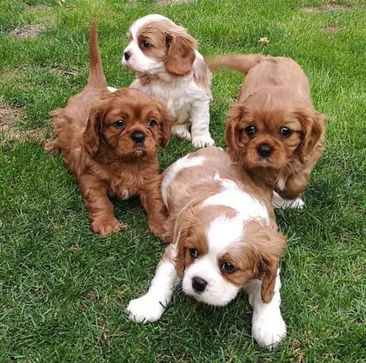 vendita cucciolo dei cuccioli di cavalier king disponibili